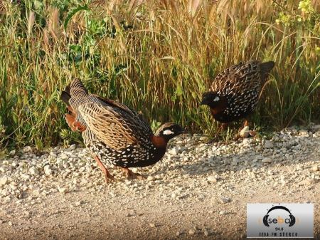 بالصور: الحجل الأسود يستوطن مرج ابن عامر في شمال فلسطين